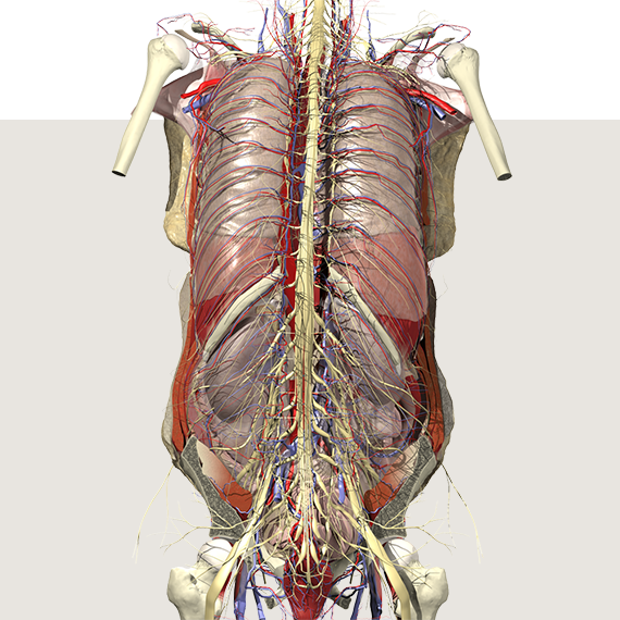 human anatomy atlas for windows desktop coupon